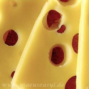 Eiweißfutter für Mäuse Proteinsnack Käse