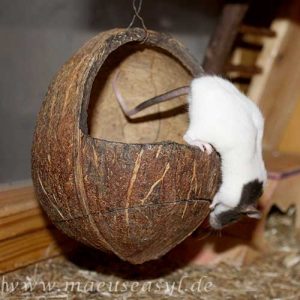 Mäusekäfig einrichten - Kokosnuss
