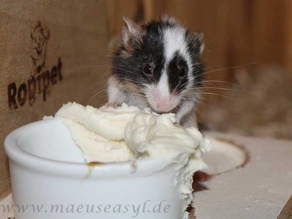 Uropi an der Kokoscreme: Alte Mäuse dürfen das