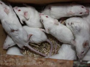 Weiße Mäuse in einer Nistbox