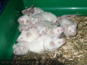 Gruppe weißer Mäuse