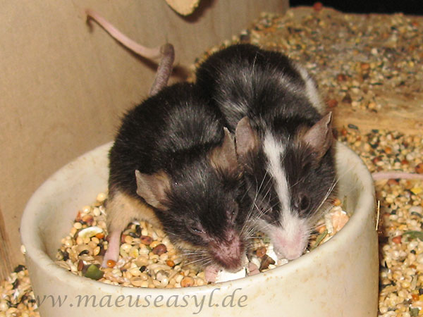 Alte Mäuse in der Futterschüssel