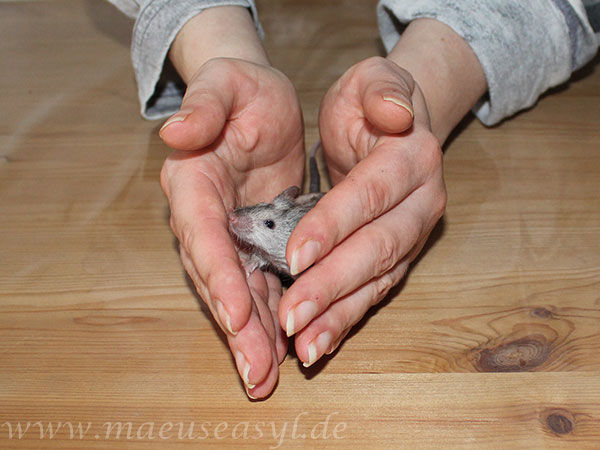 Handling von Mäusen mit beiden Händen