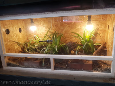 Mini-Terrarium für Tüpfelgrasmäuse