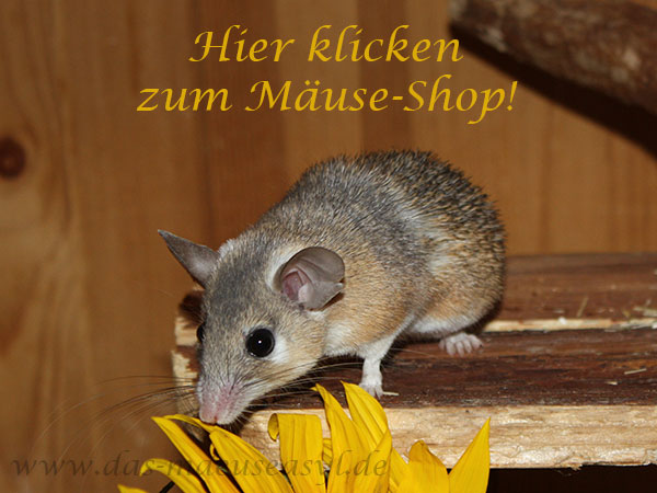 Mäuse Futter und Zubehör Shop