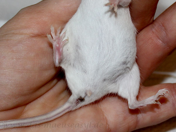 Maus mit schwerer Verstopfung Bauchseite