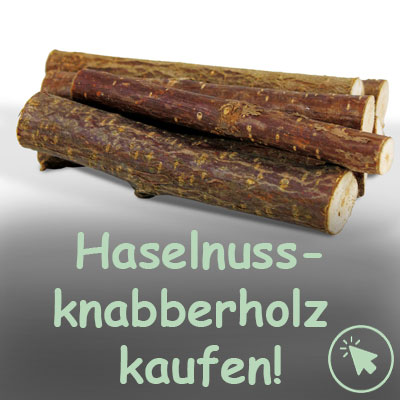 Knabberholz Haselnuss kaufen