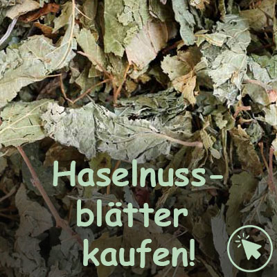 Haselnussblätter kaufen