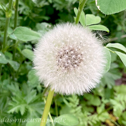 Löwenzahn, Pusteblume