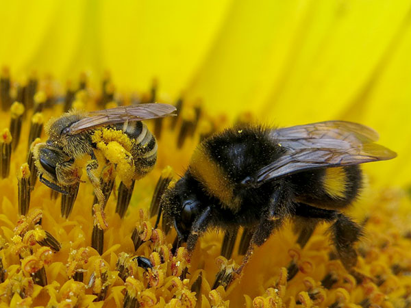 Wildbiene und Hummel