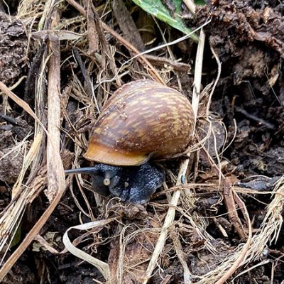 gefleckte-schnirkelschnecke