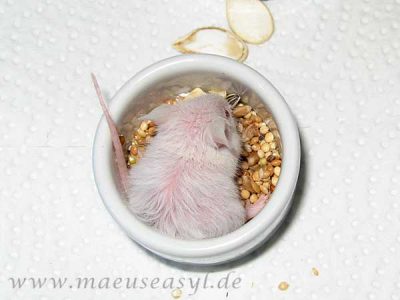 Kleine Maus in der Quarantäne nach dem Besuch beim Tierarzt