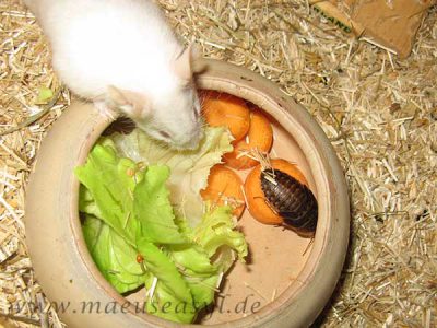 Weiße Maus an Gemüseschüssel mit Schabe