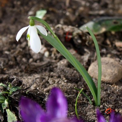 Schneeglöckchen, Blüte