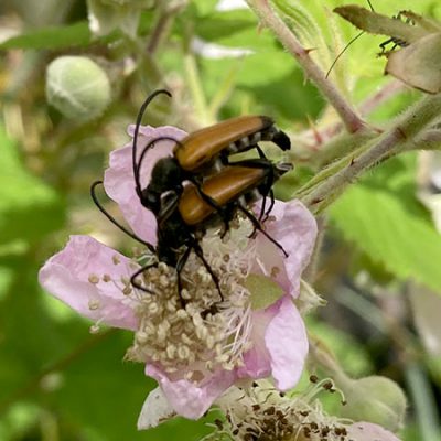 Schwarzspitziger Halsbock