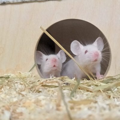 Weiße Mäuse im Tierheim Duisburg