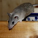 Türkei-Stachelmaus (Acomys cilicicus) Optik