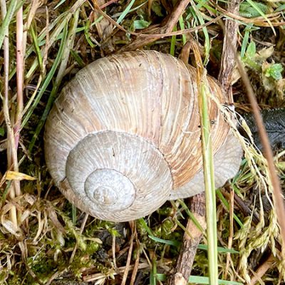 Weinbergschnecke